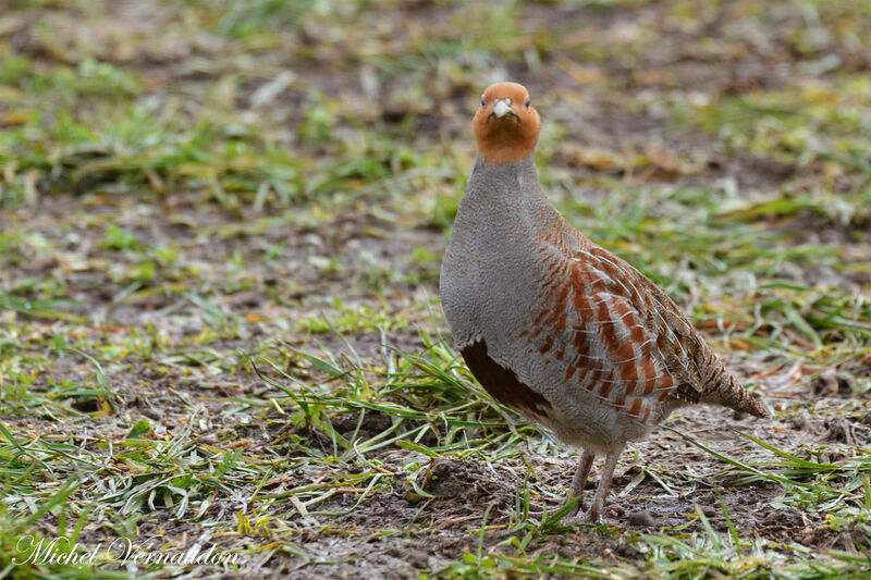 Grey Partridge