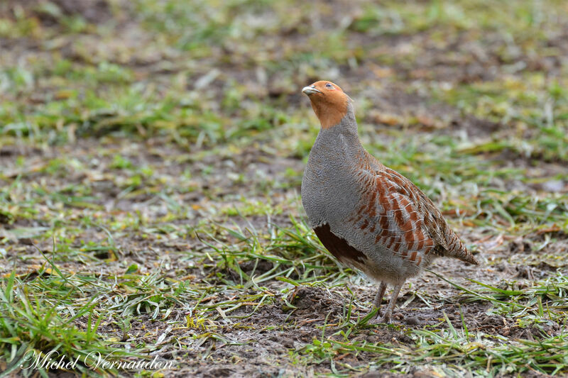 Grey Partridge