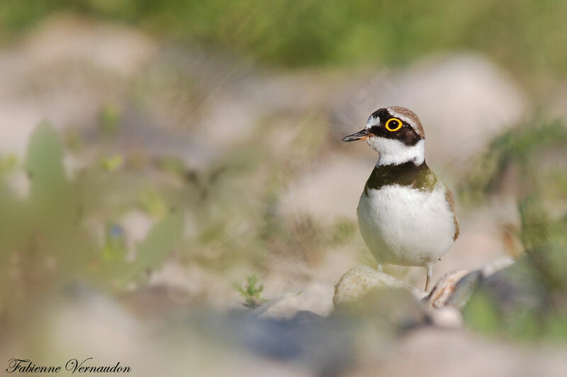 Little Ringed Plover