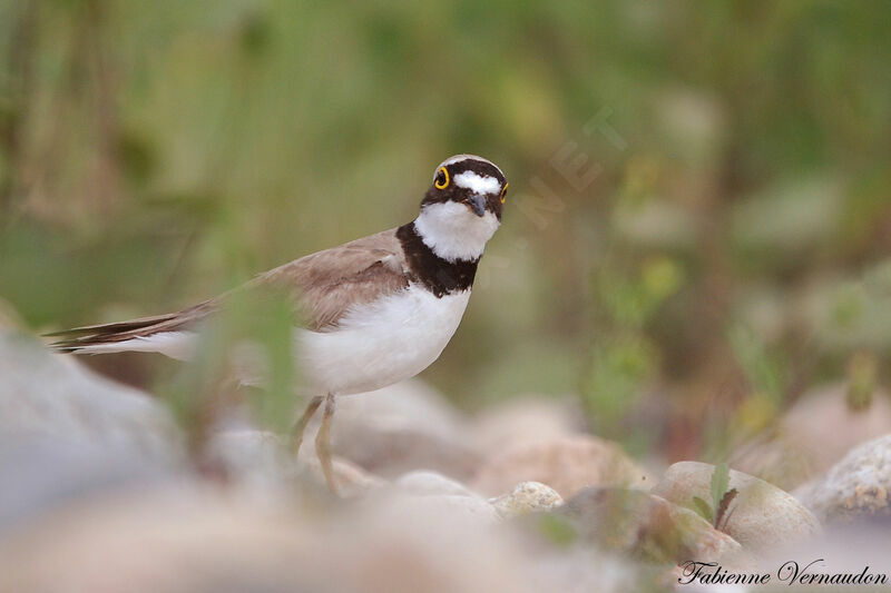 Little Ringed Ploveradult