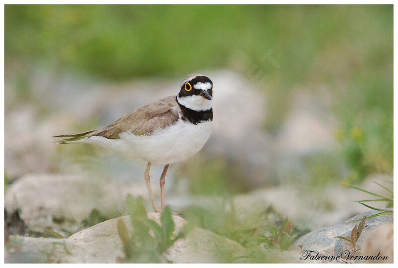 Little Ringed Ploveradult