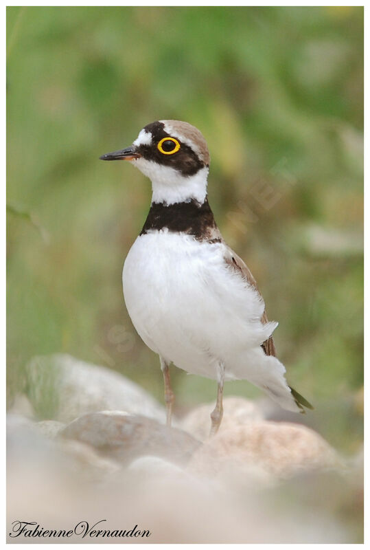 Little Ringed Ploveradult