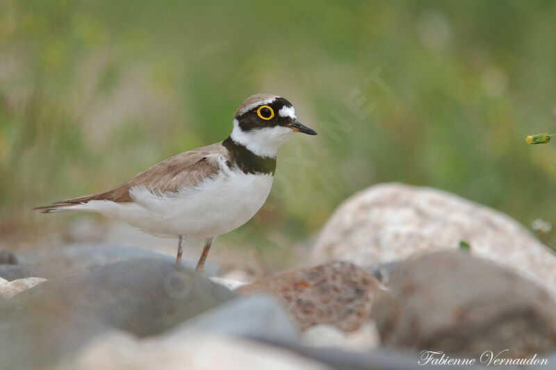 Little Ringed Ploveradult