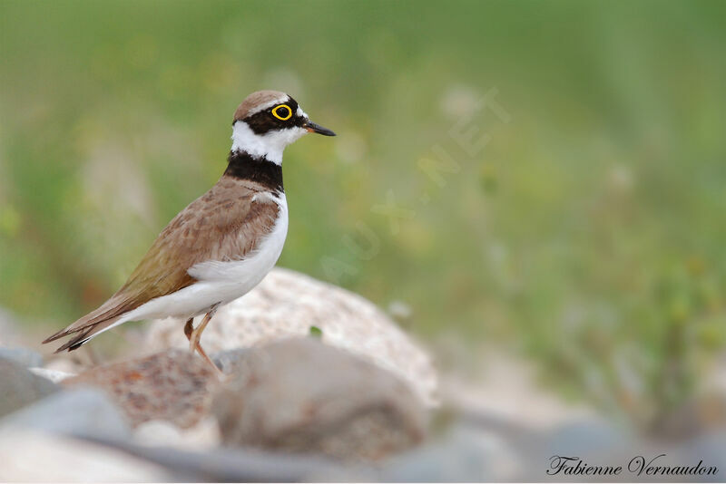 Little Ringed Ploveradult