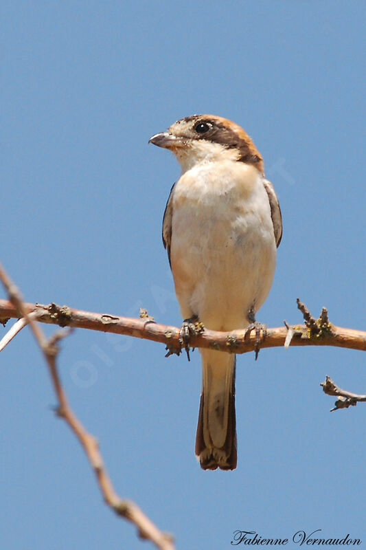 Woodchat Shrike