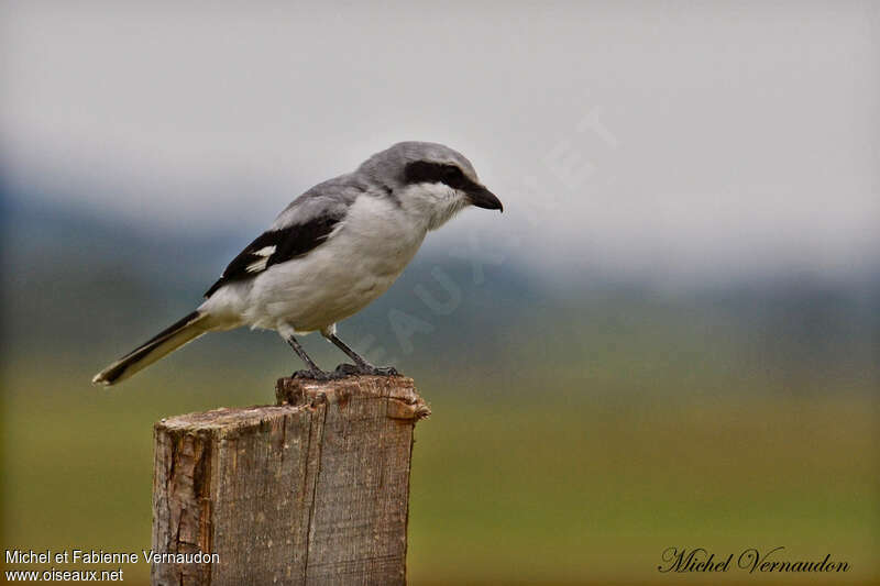 Great Grey Shrike