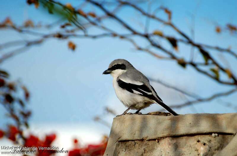 Great Grey Shrikeadult, identification