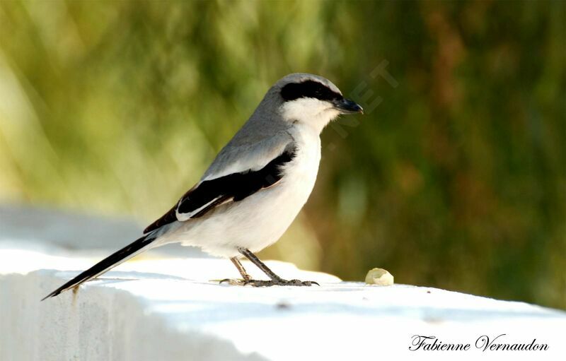 Great Grey Shrike