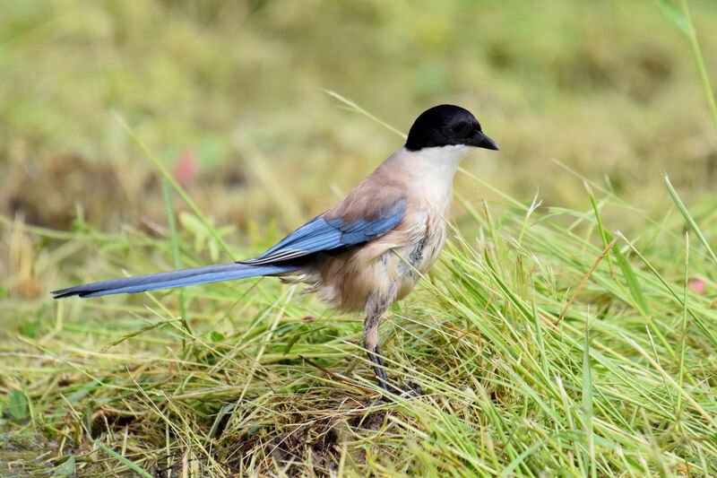 Iberian Magpie