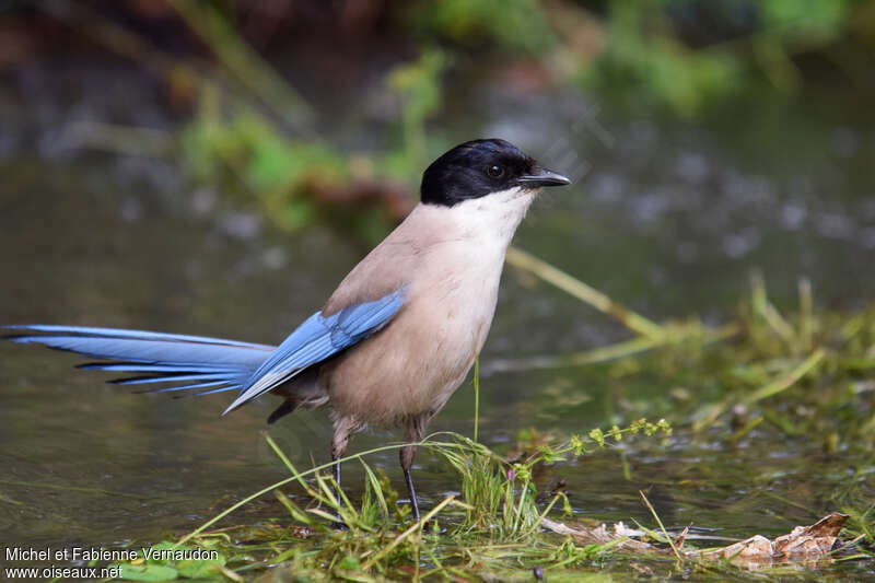 Iberian Magpieadult, identification