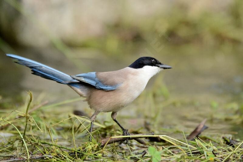 Iberian Magpieadult, identification