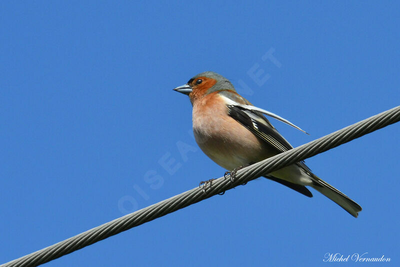 Eurasian Chaffinch male adult