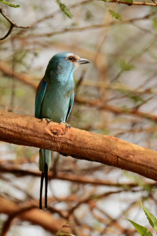 Abyssinian Roller