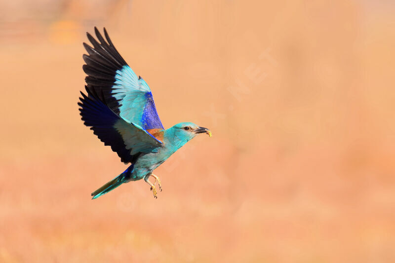 European Roller male adult breeding