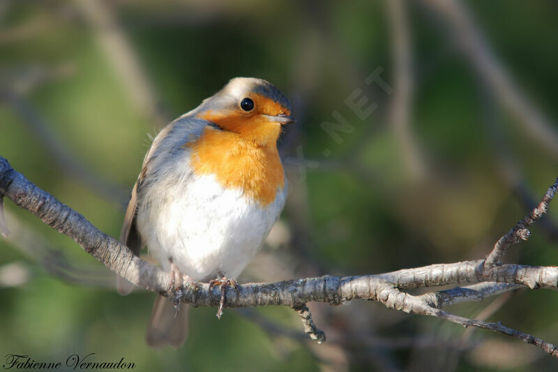 European Robinadult