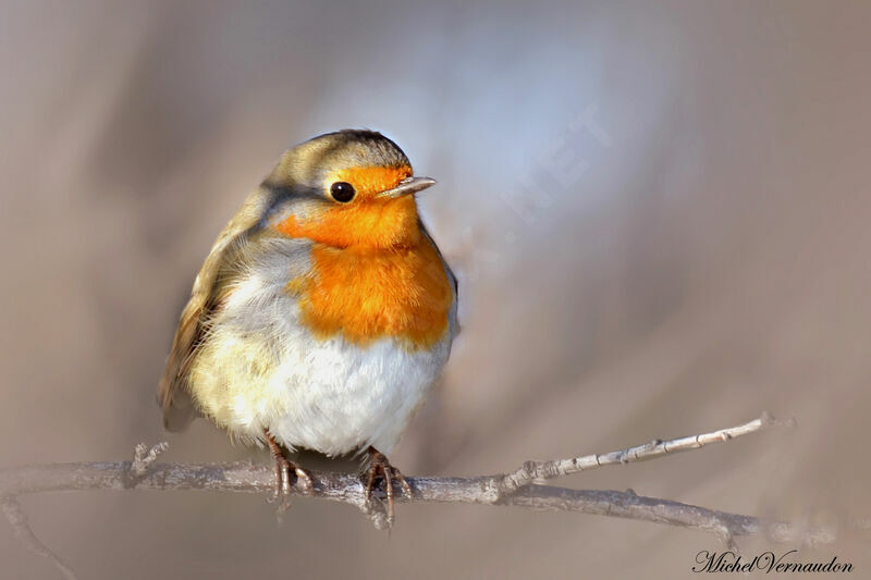 European Robinadult