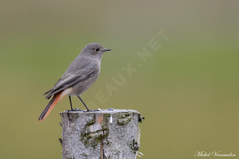 Black Redstart female adult