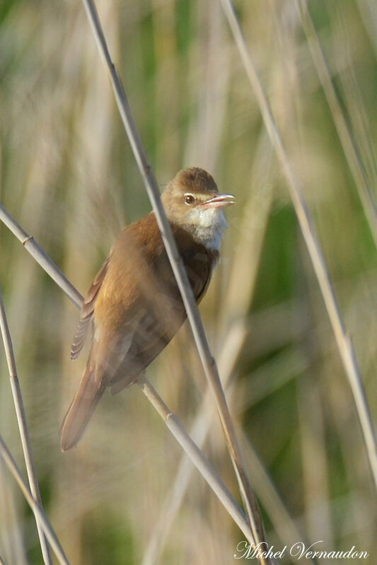 Great Reed Warbler