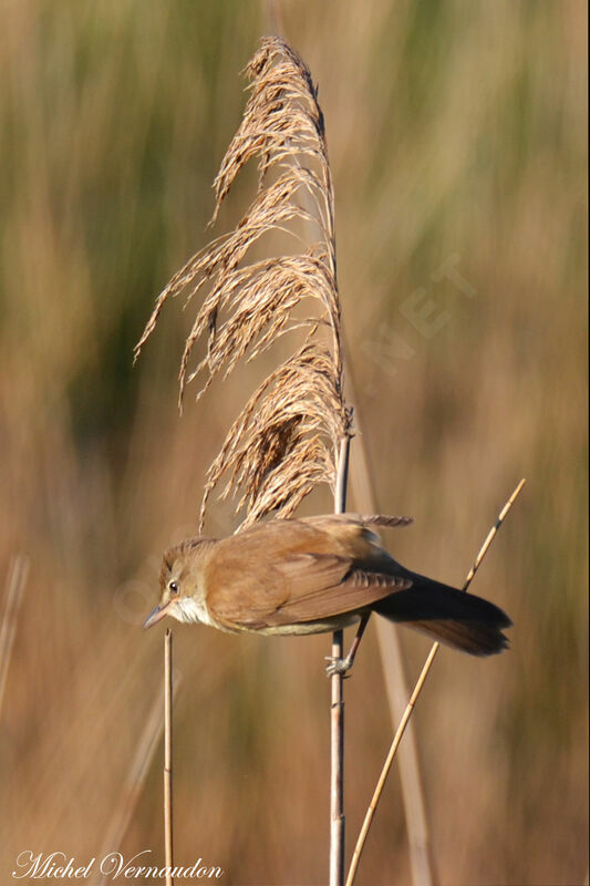 Great Reed Warbler