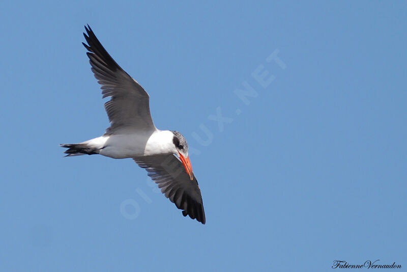 Caspian Tern