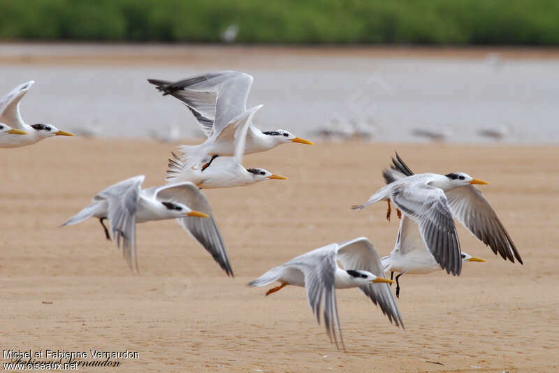 Lesser Crested Tern, Flight