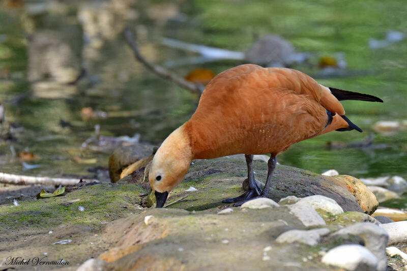 Ruddy Shelduck