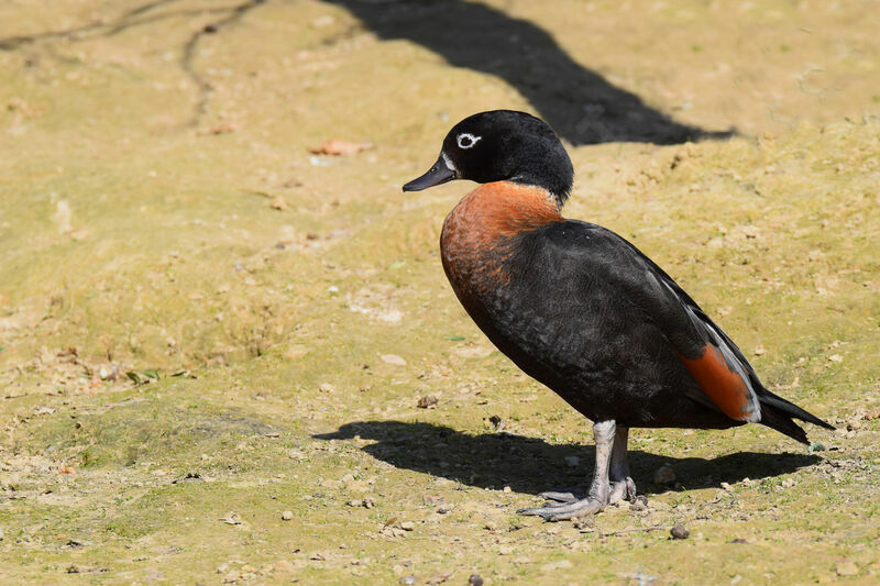 Australian Shelduck