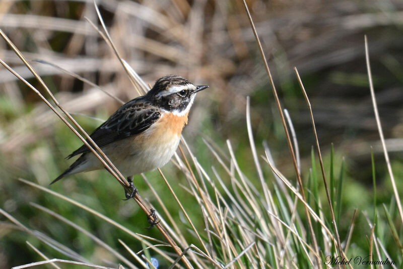 Whinchat male adult