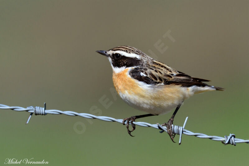 Whinchat male adult