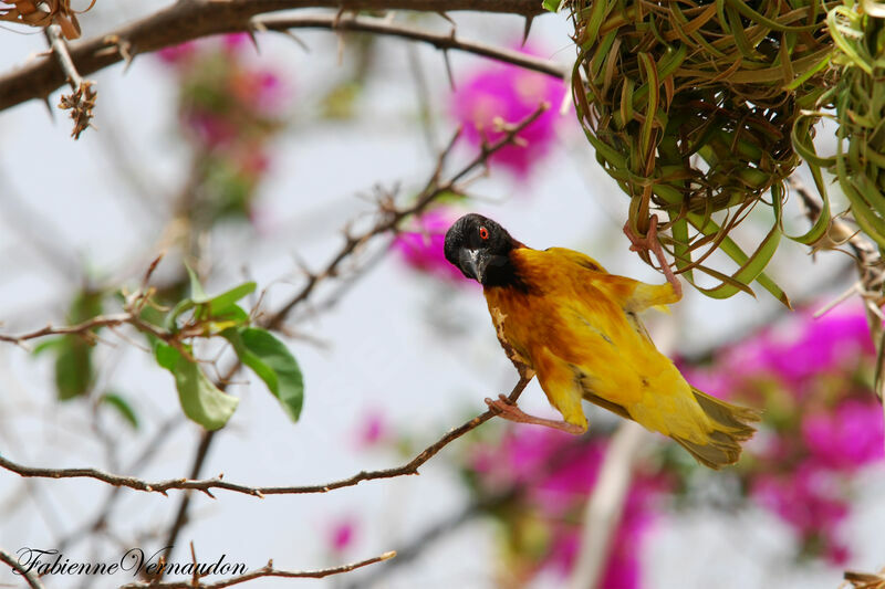 Village Weaver