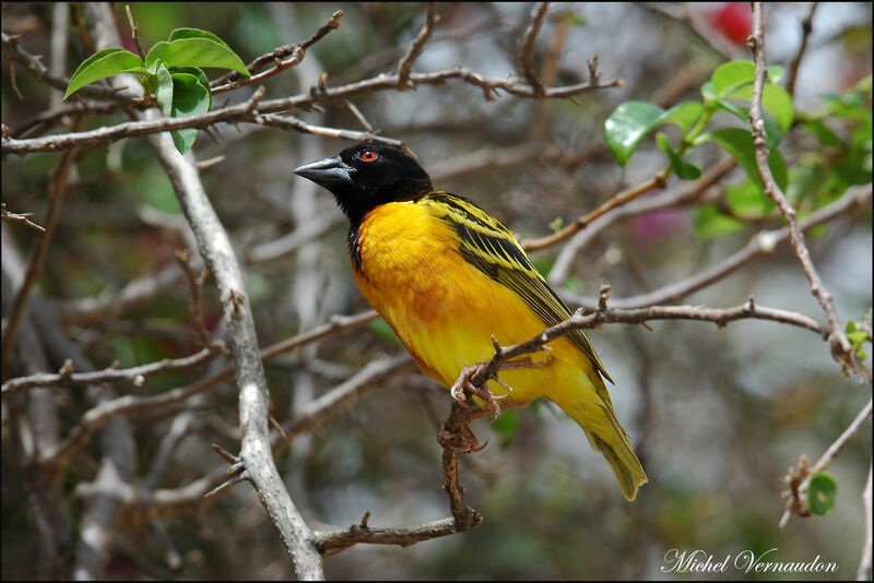 Village Weaver