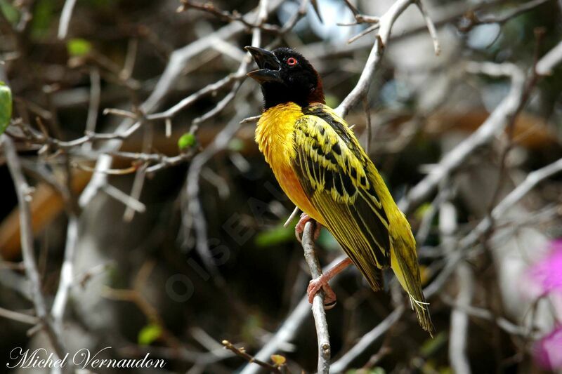 Village Weaver