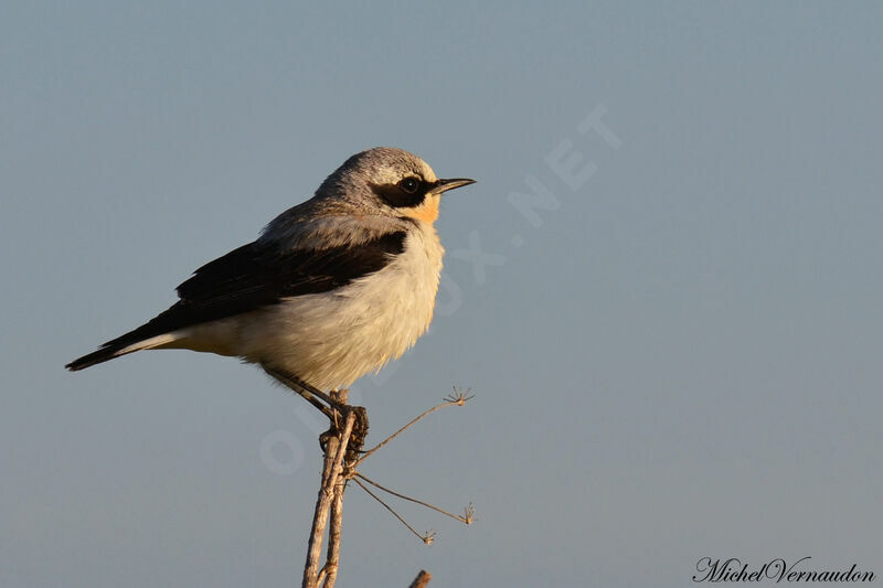 Northern Wheatear male adult