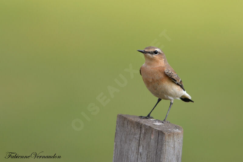 Northern Wheatearjuvenile