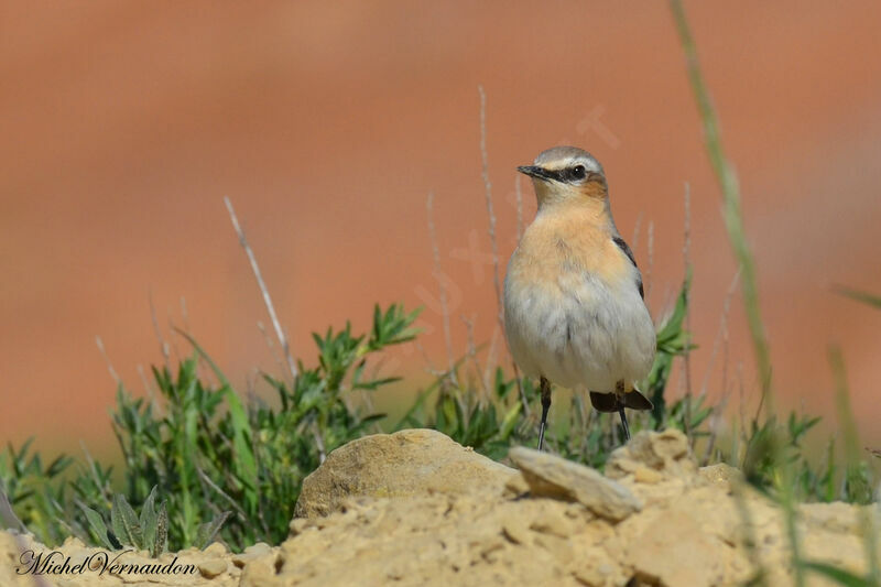 Northern Wheatear female adult