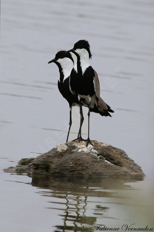 Spur-winged Lapwing 