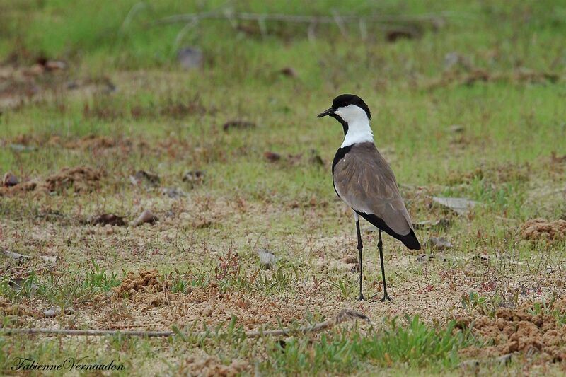 Spur-winged Lapwing