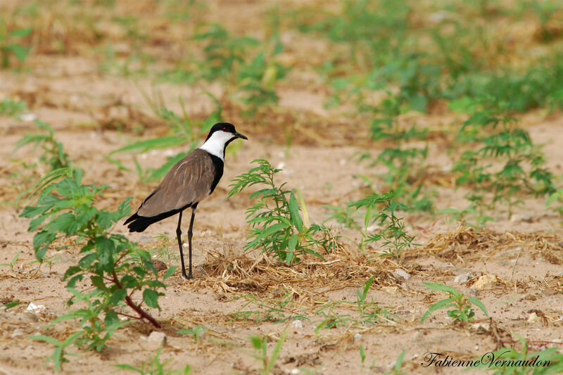 Spur-winged Lapwing