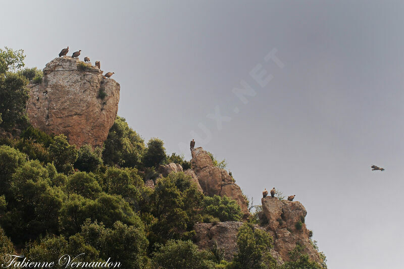 Griffon Vulture