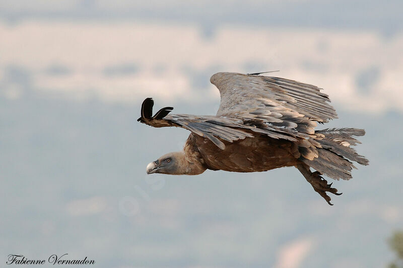 Vautour fauve