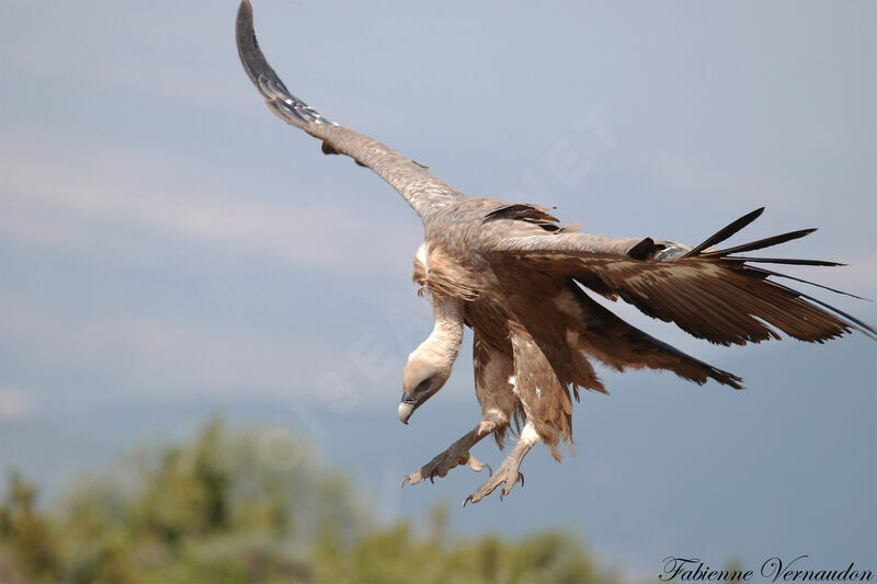 Vautour fauve