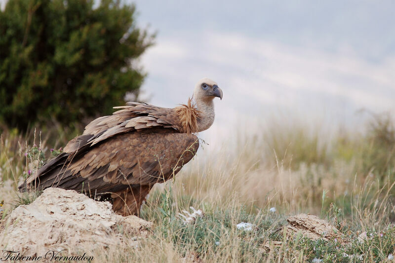 Griffon Vulture