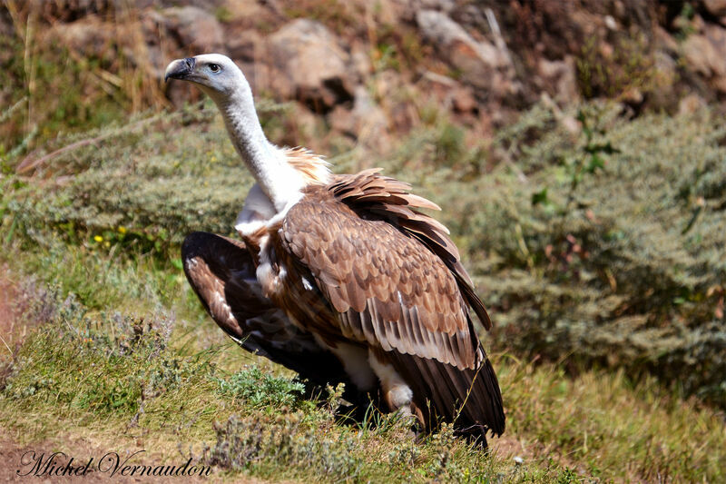 Vautour fauveadulte, identification