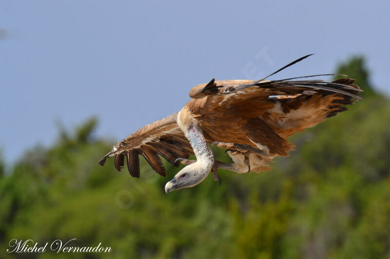 Vautour fauve