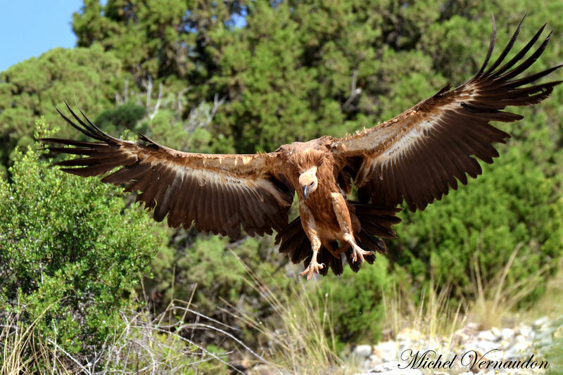 Griffon Vulture