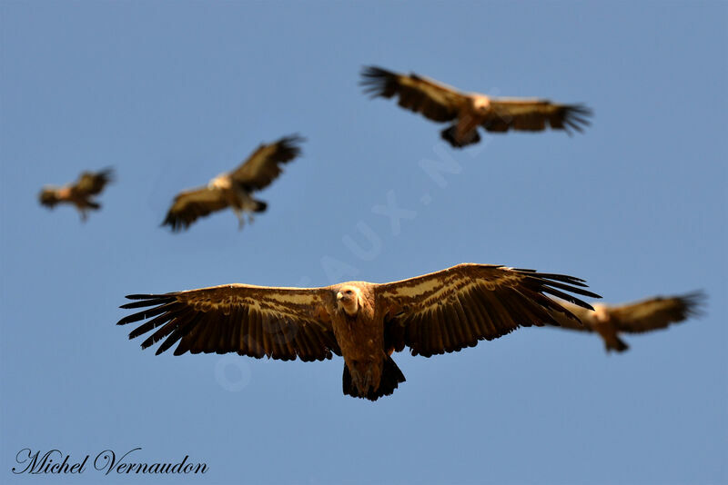 Vautour fauve