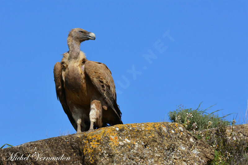 Vautour fauve