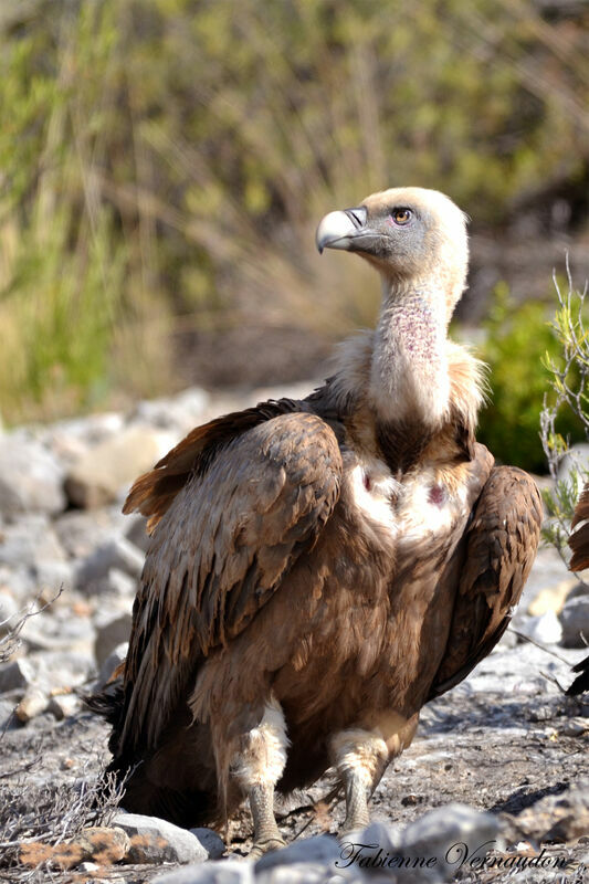 Griffon Vulture