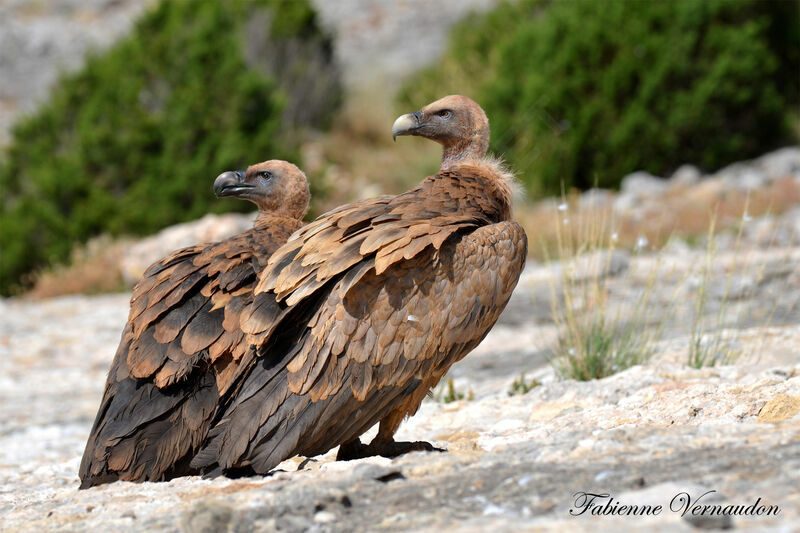 Griffon Vulture