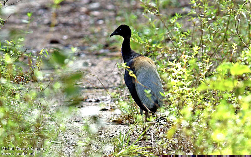 Grey-winged Trumpeteradult, identification